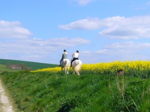 foto caballo